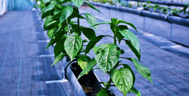 Chilifarm