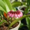 Bulbophyllum pulchellum